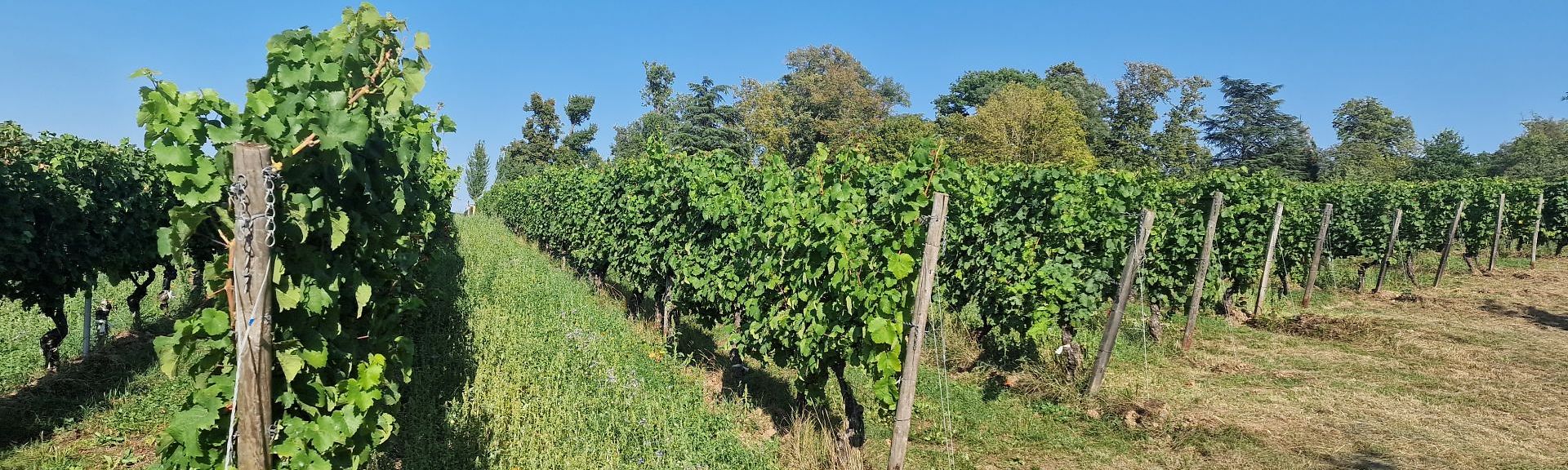 Start der Antragsbearbeitung Förderantrag Umstrukturierung und Umstellung von Rebflächen